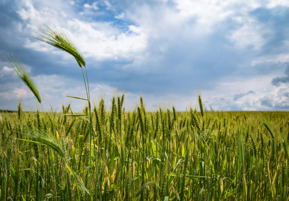 CSBG-34SE-22/27-AGRI-0013