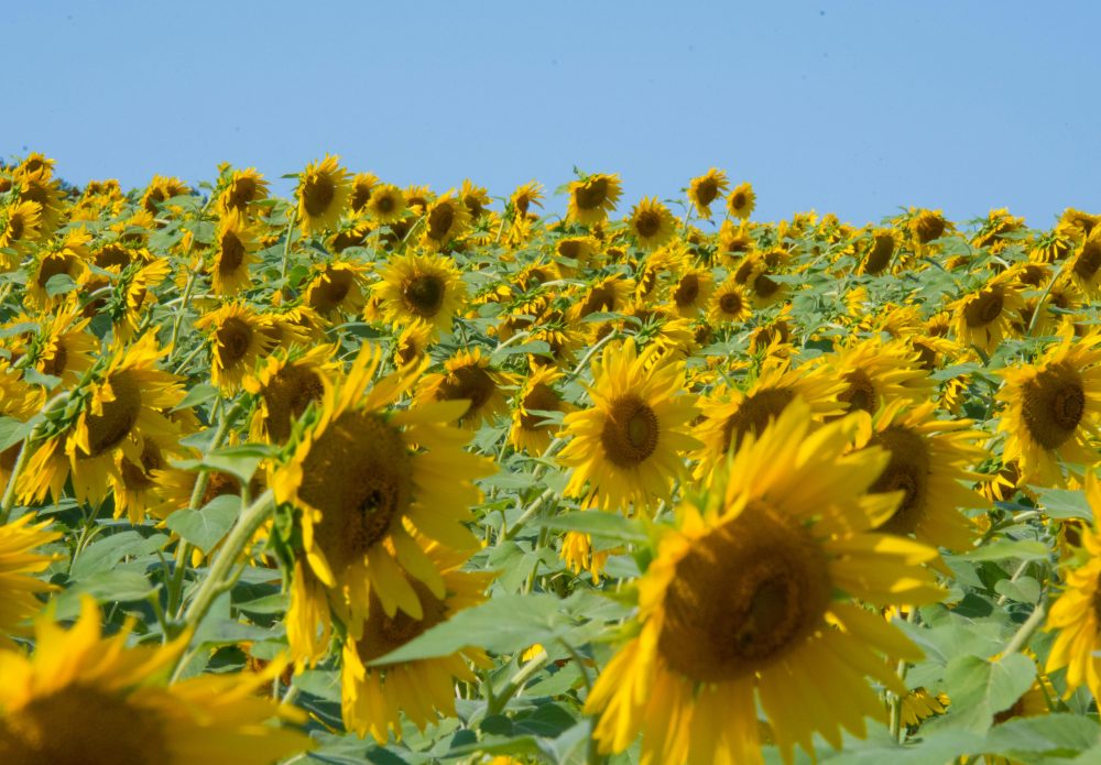 CSBG-34SE-22/27-AGRI-0012