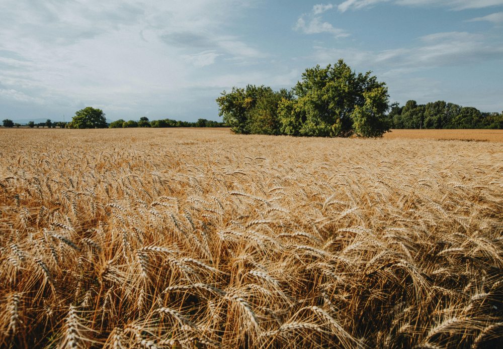 CSBG-42SC-23/28-AGRI-0008