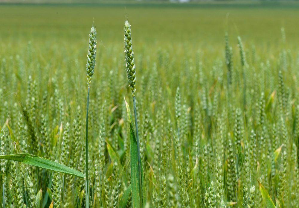 CSBG-42SC-22/27-AGRI-0011