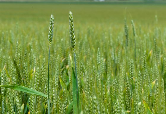 CSBG-42SC-22/27-AGRI-0011