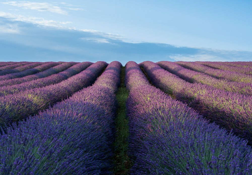 CSBG-31NW-23/28-AGRI-0006