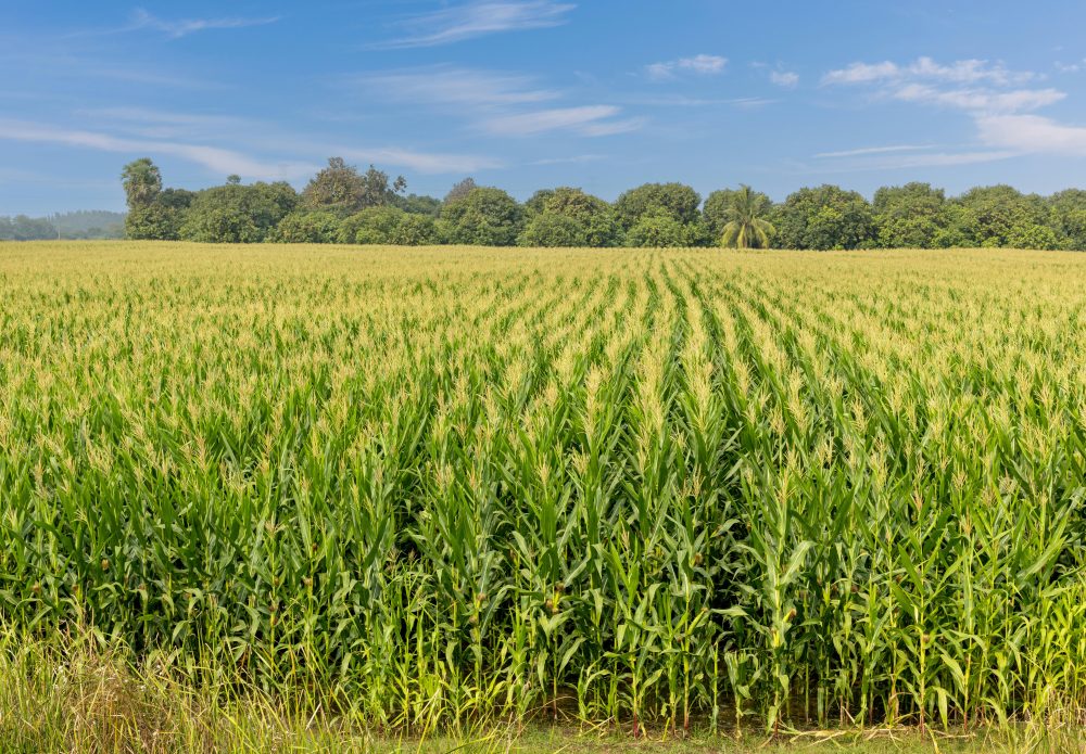 CSBG-34SE-23/28-AGRI-0004