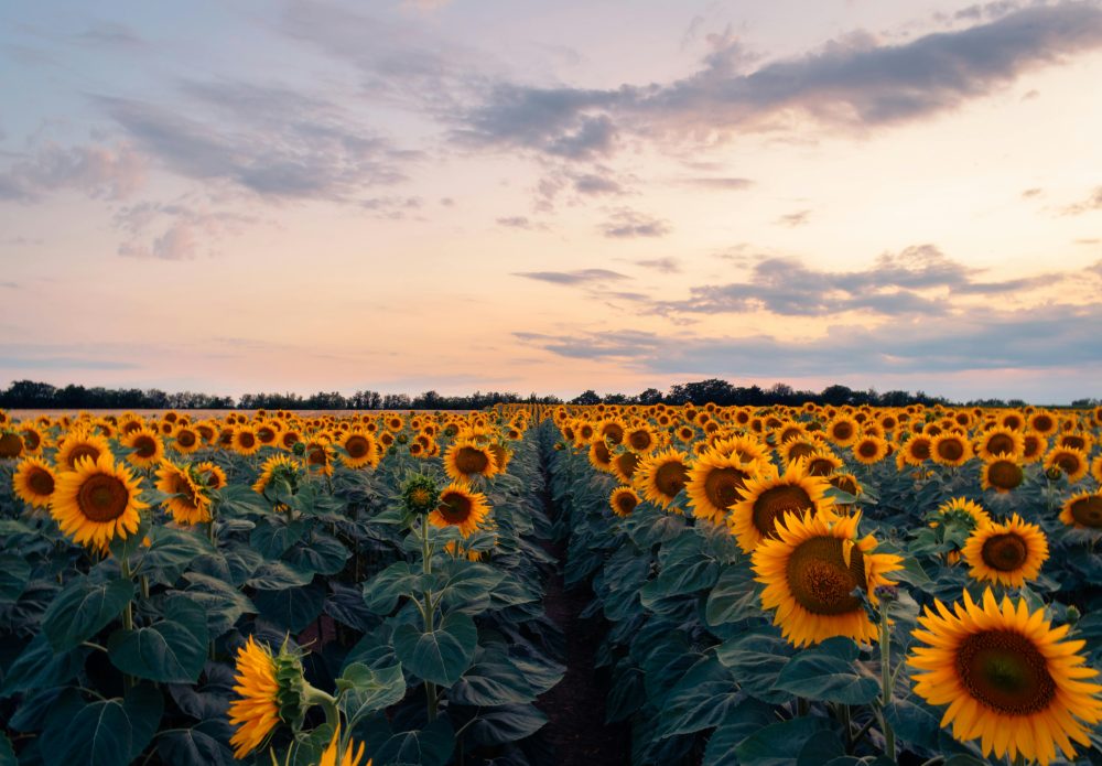 CSBG-34SE-23/28-AGRI-0005