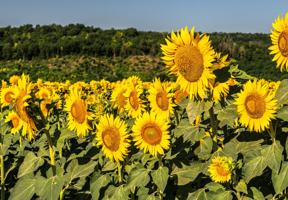 CSBG-34SE-23/28-AGRI-0003