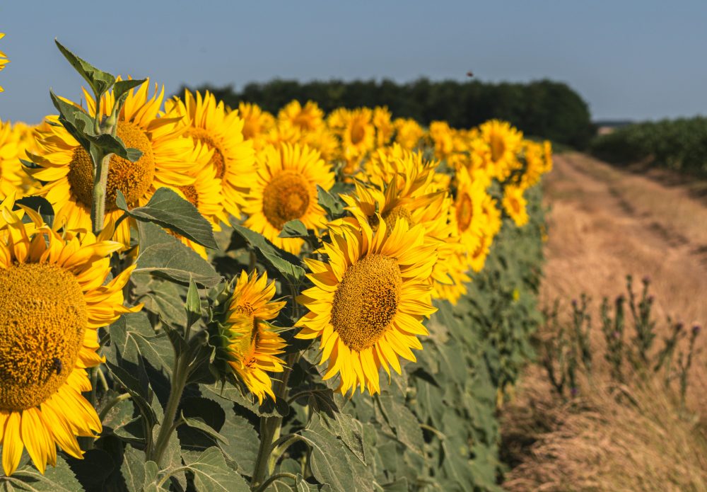 CSBG-34SE-23/28-AGRI-0001