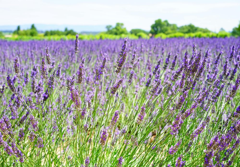 CSBG-31NW-22/27-AGRI-0017