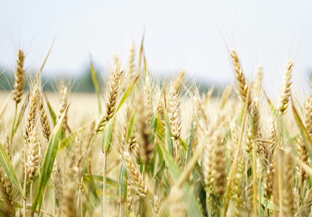 CSBG-34SE-22/27-AGRI-0010