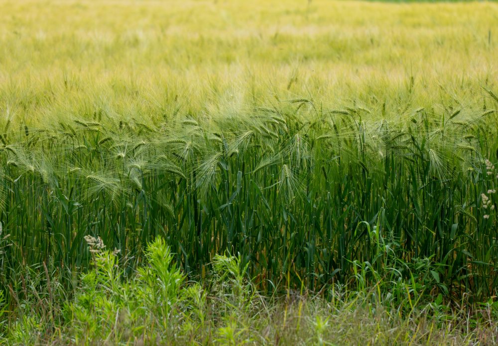 CSBG-34SE-22/27-AGRI-0016