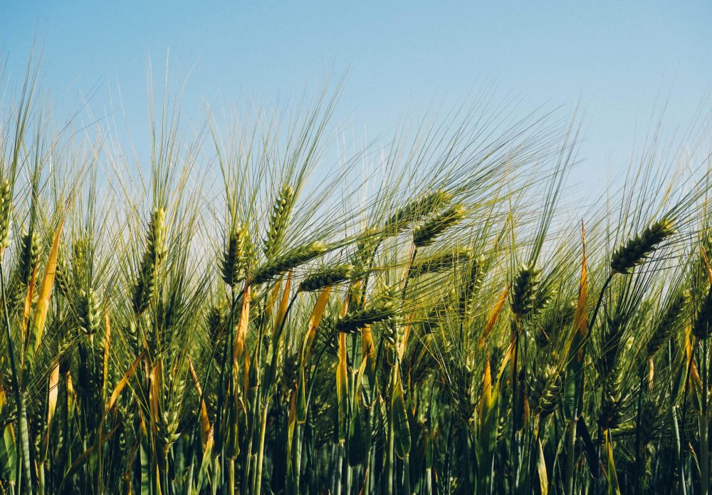 CSBG-42SC-23/28-AGRI-0013-GF