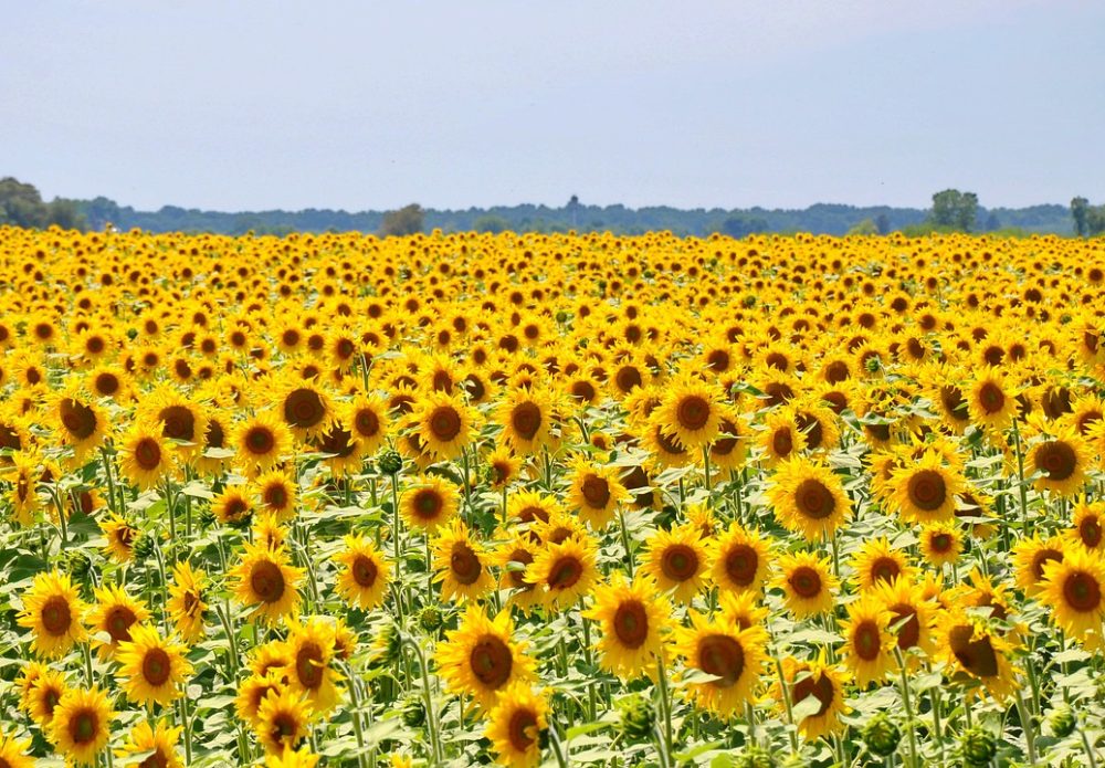 CSBG-34SE-23/28-AGRI-0009