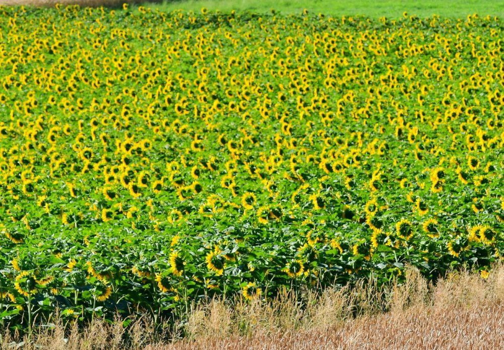 CSBG-33NE-22/27-AGRI-0009