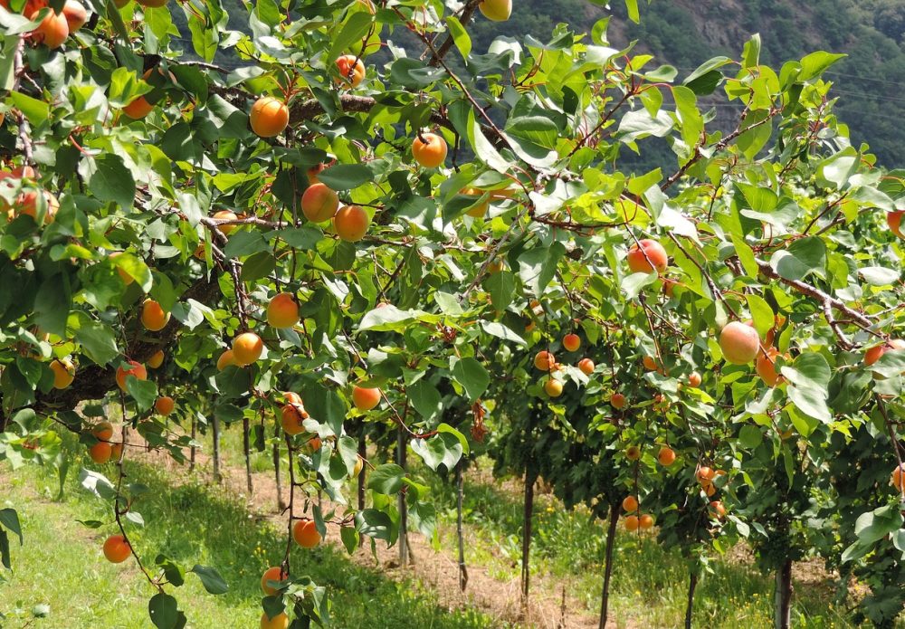 CSBG-34SE-23/28-AGRI-0011