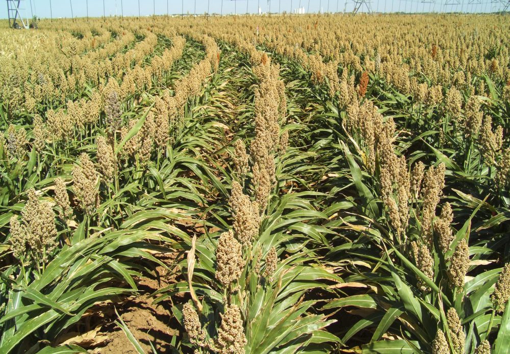 CSBG-31NW-23/28-AGRI-0014