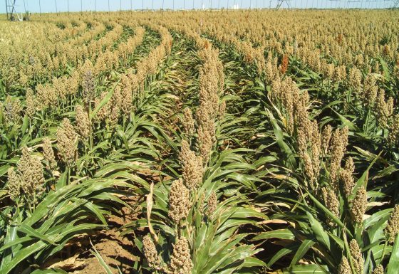 CSBG-31NW-23/28-AGRI-0014