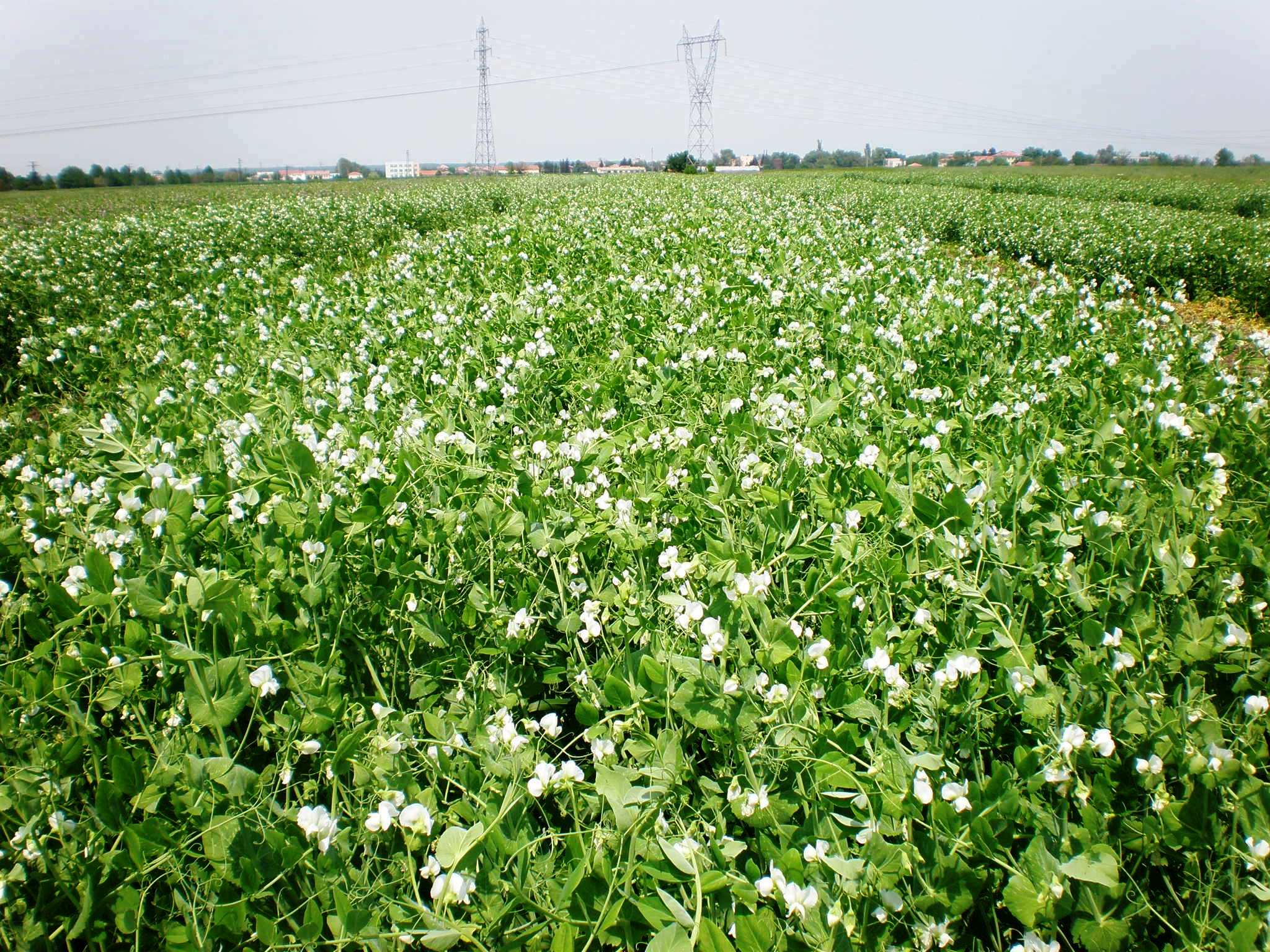 CSBG-34SE-24/29-AGRI-0006-GF