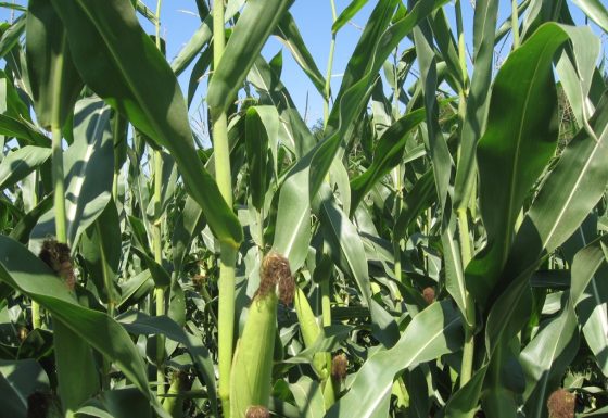 CSBG-41SW-24/29-AGRI-0007-GF