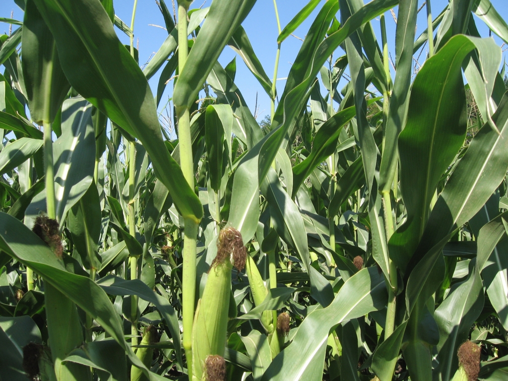 CSBG-41SW-24/29-AGRI-0007-GF