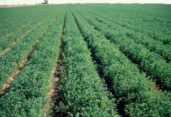 CSBG-33NE-24/29-AGRI-0008-GF
