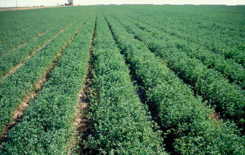 CSBG-33NE-24/29-AGRI-0008-GF