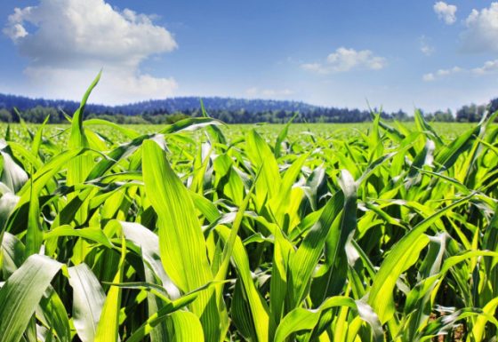 CSBG-31NW-23/28-AGRI-0018