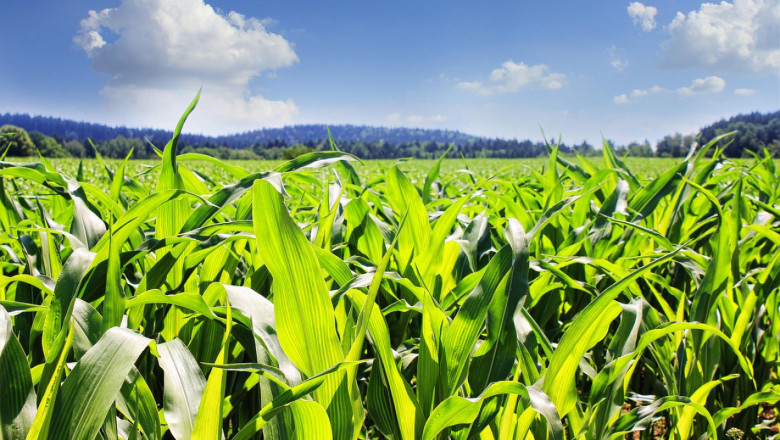 CSBG-31NW-23/28-AGRI-0018