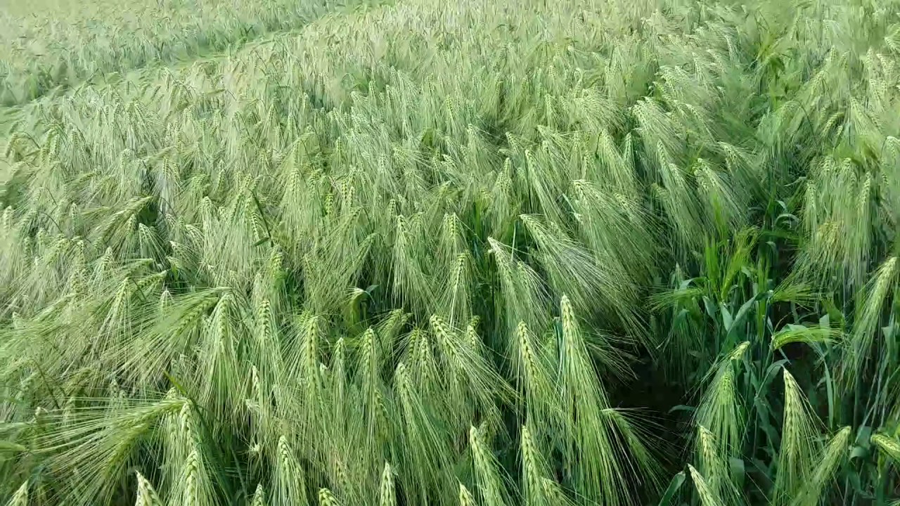 CSBG-33NE-24/29-AGRI-0001