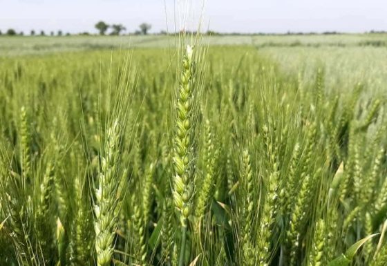 CSBG-33NE-24/29-AGRI-0002