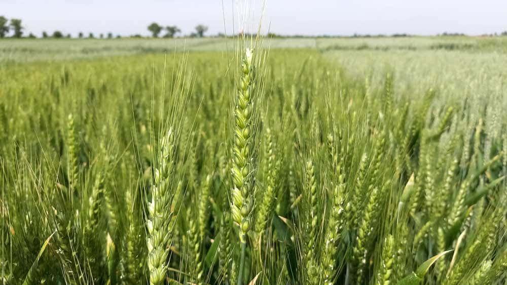 CSBG-33NE-24/29-AGRI-0002