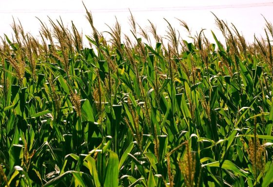 CSBG-31NW-24/29-AGRI-0003