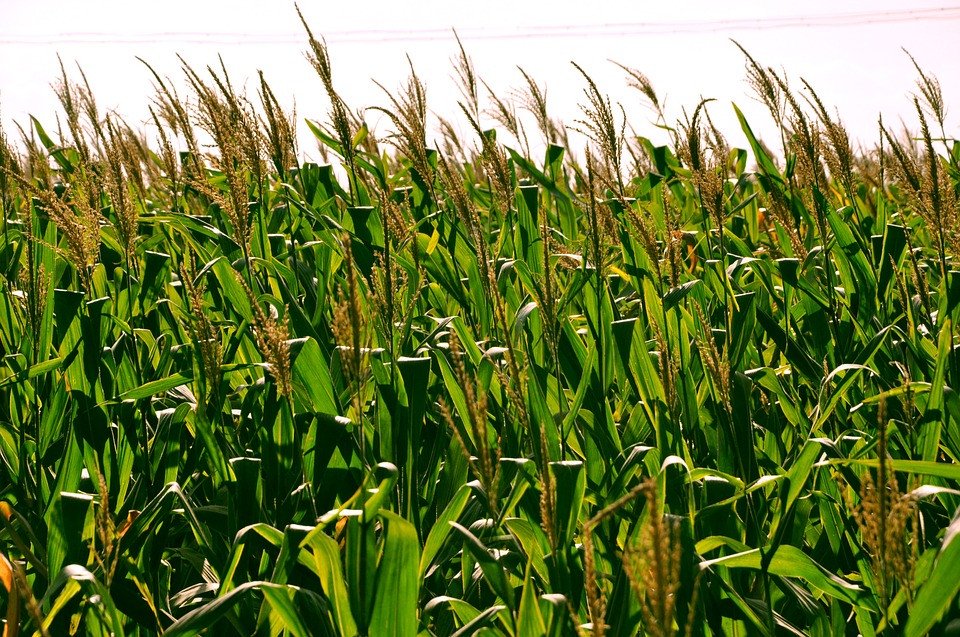 CSBG-31NW-24/29-AGRI-0003