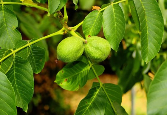 CSBG-42SC-24/29-AGRI-0013-GF