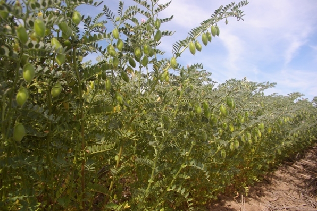 CSBG-34SE-24/29-AGRI-0014