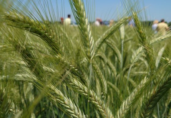CSBG-32NC-24/29-AGRI-0020-GF