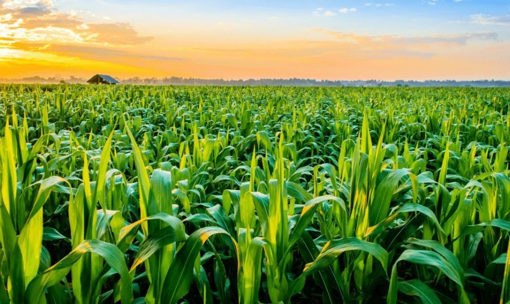 CSBG-31NW-24/29-AGRI-0030-GF