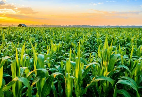 CSBG-31NW-24/29-AGRI-0030-GF